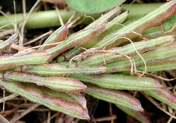 Indigofera hendecaphylla 10