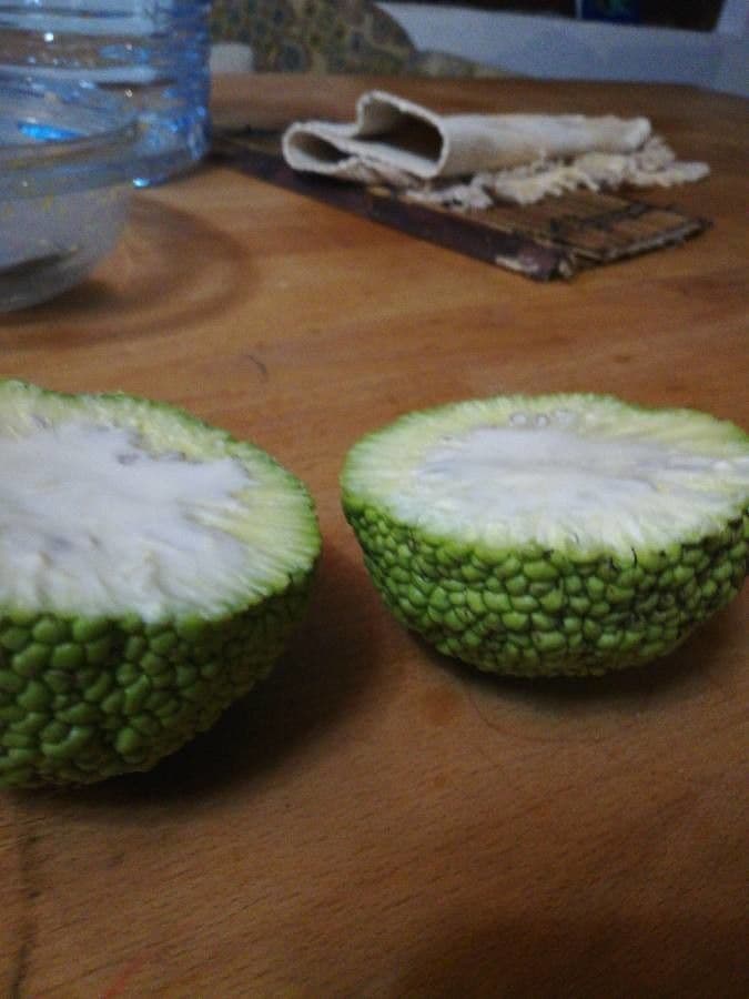 Osagedorn 3