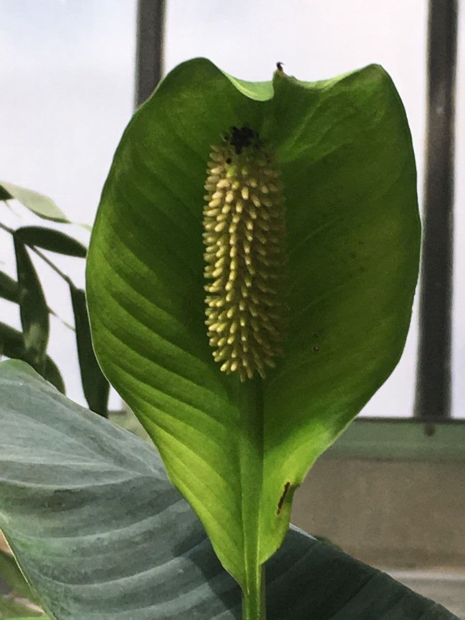 Spatyfylum 25