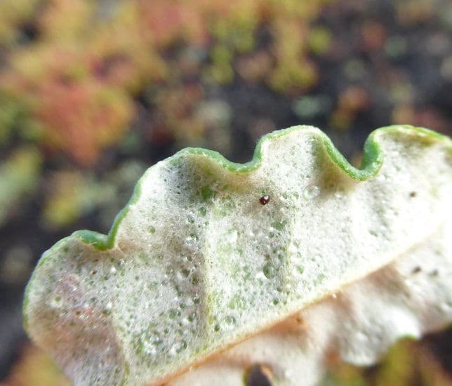 Eriogonum 13