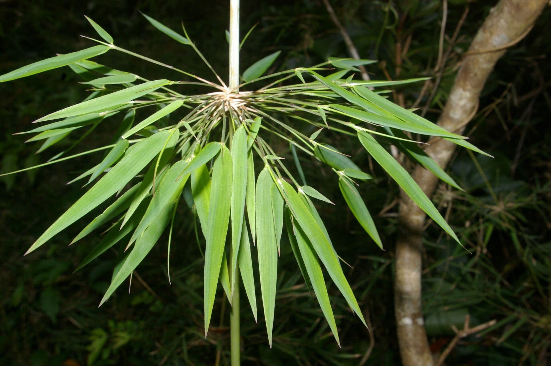 Rhipidocladum a grappolo 7