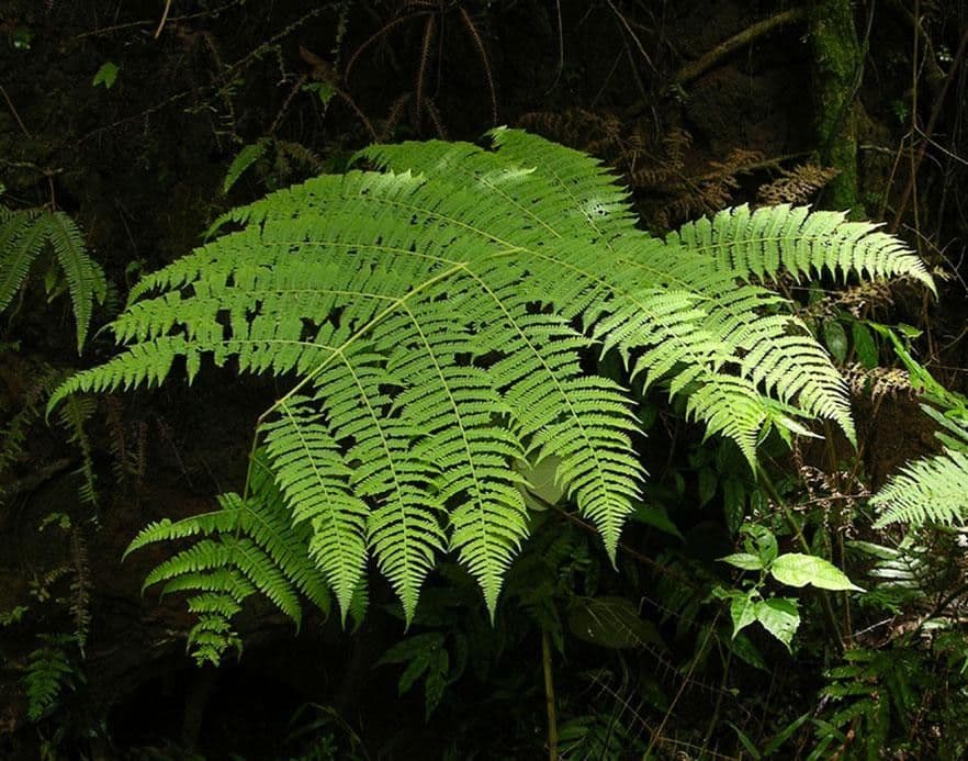 Cyathea bicrenata 8