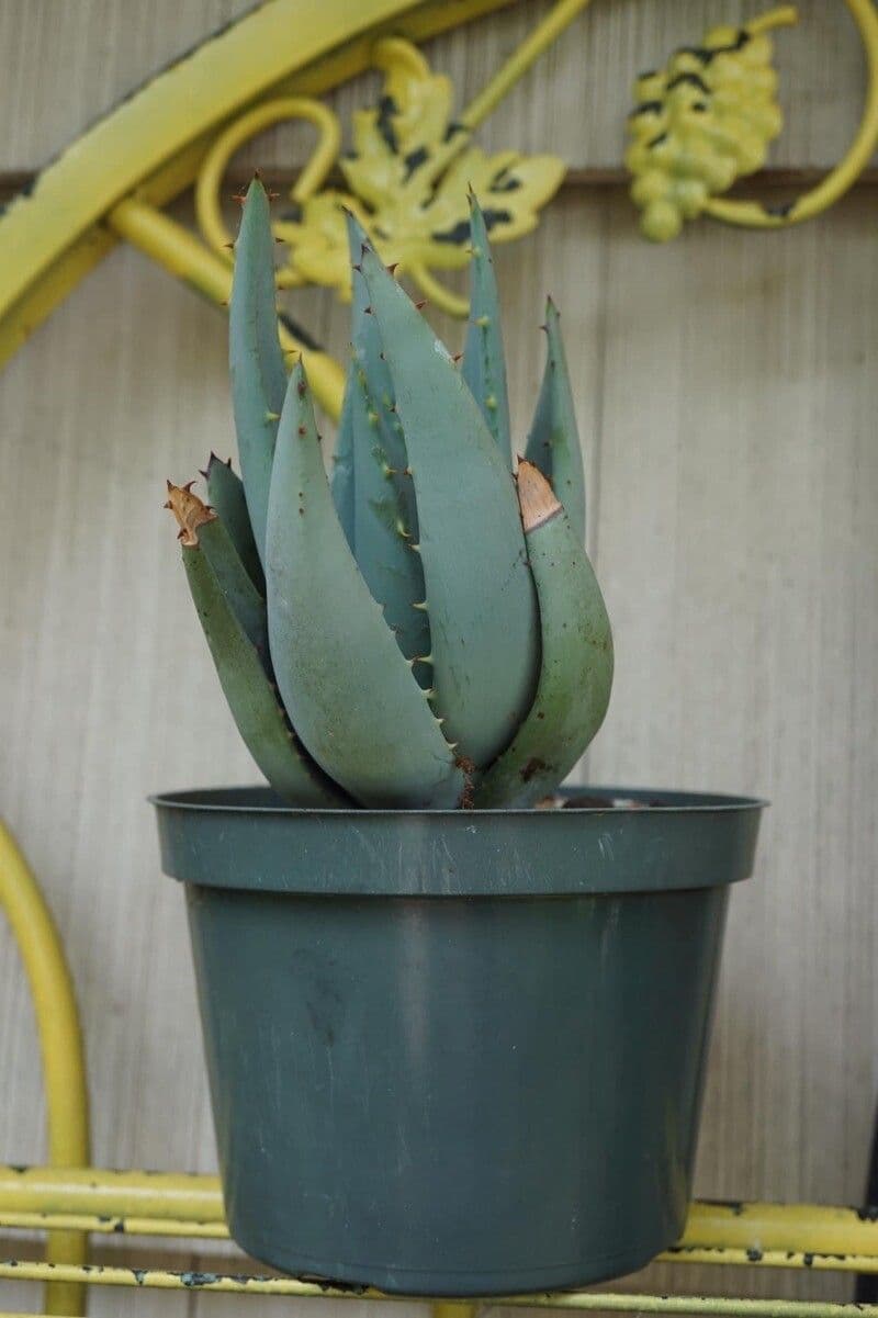 Aloe claviflora 6