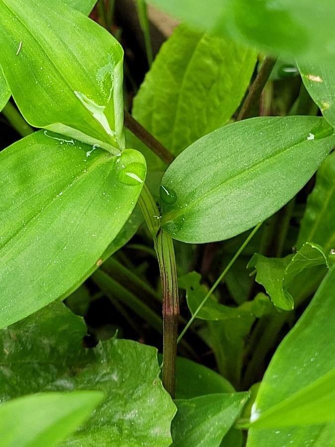 Commelina comune 23