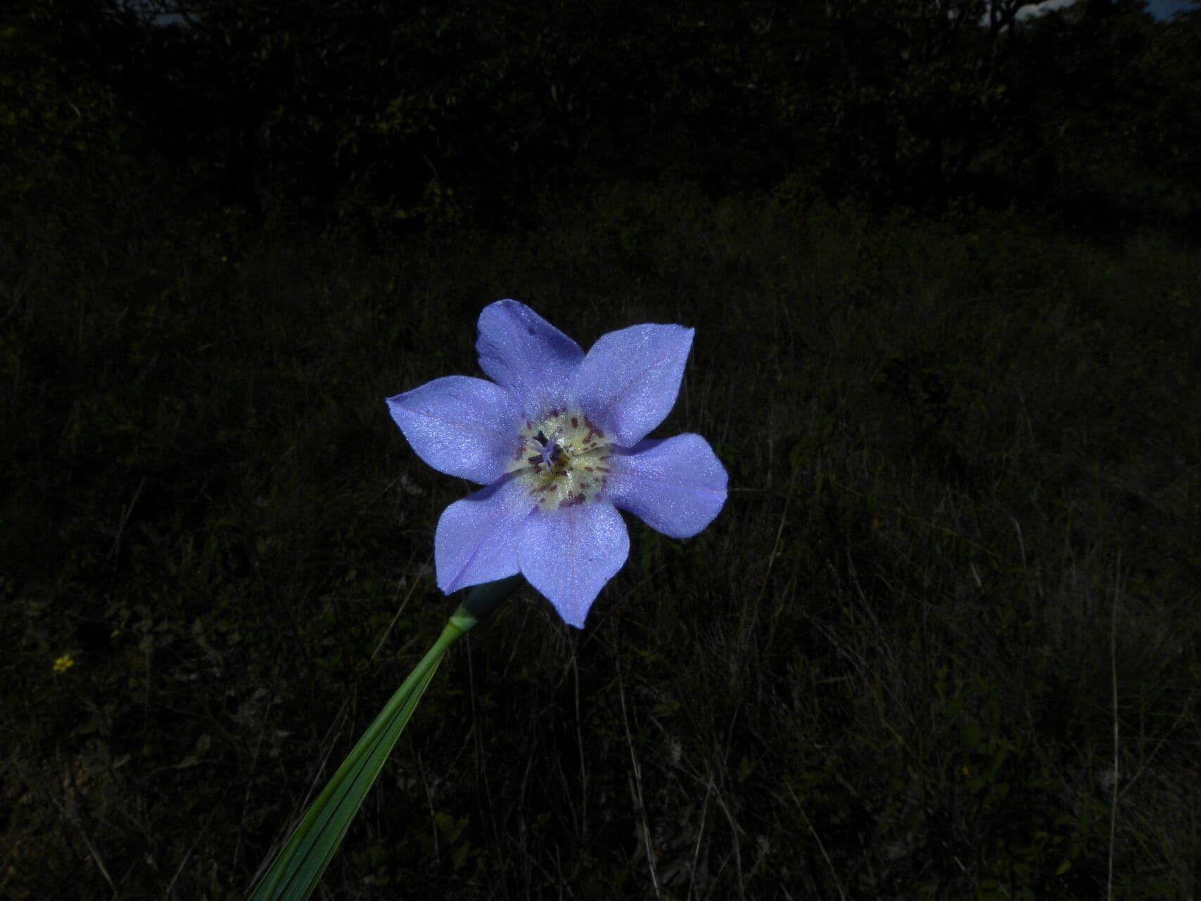 Cipura campanulata