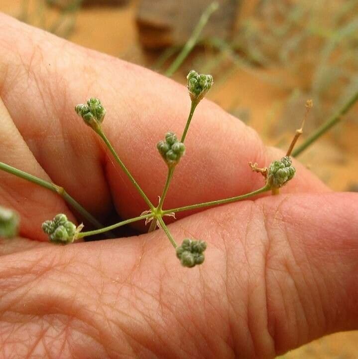 Deverra