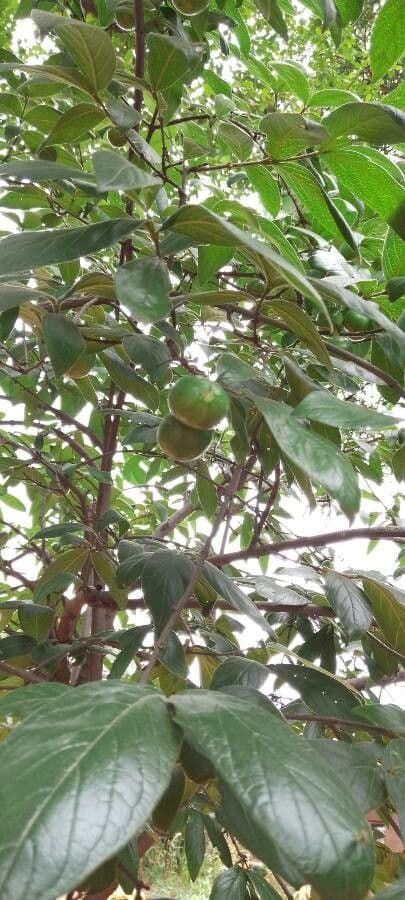 Granatapfel-Kanonenbaum 3