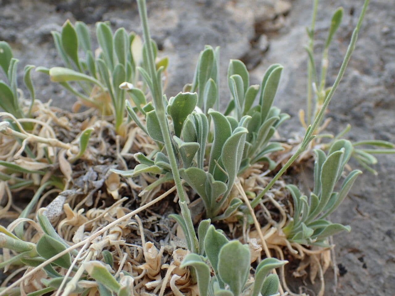 Silene agrupada 8