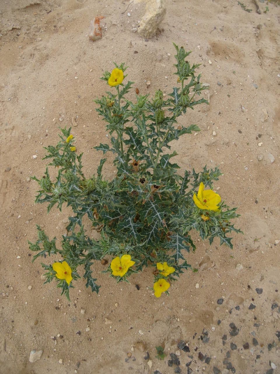 Argemone mexická 14