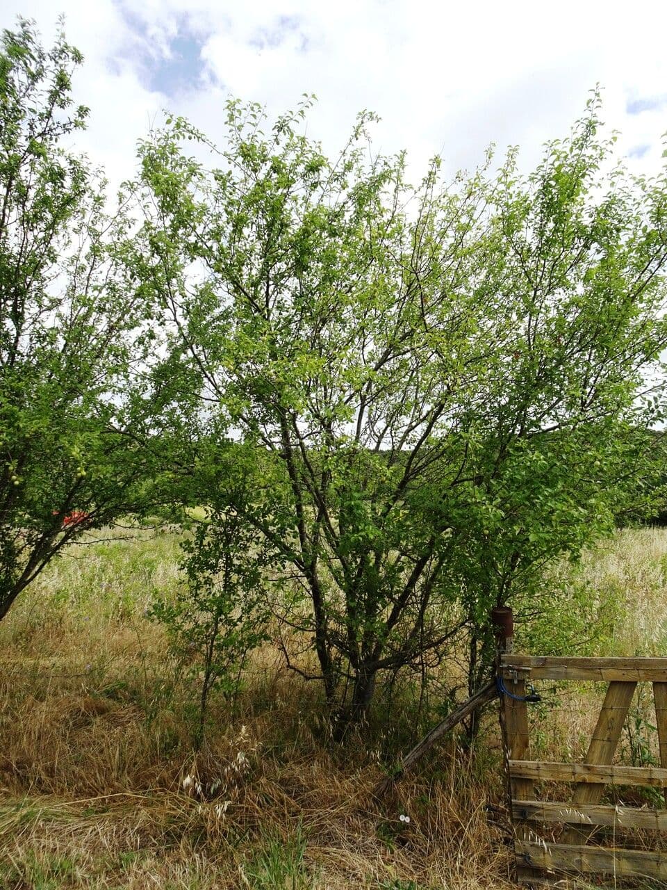 Prugna Damaschina 15