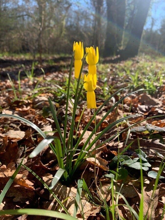 Narciso ciclamino 13