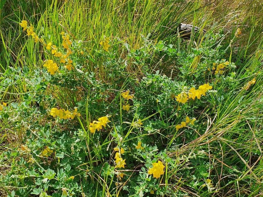 Crotalaria 8