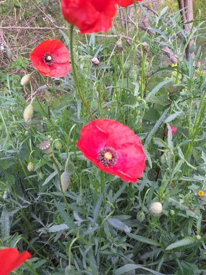 Klatschmohn 6