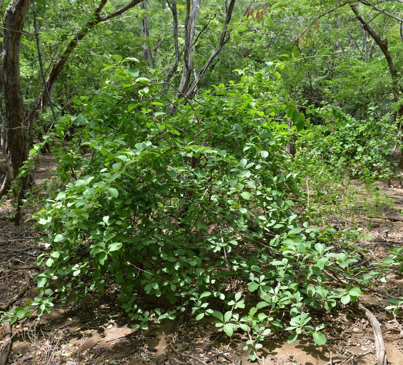 Stegnosperma 10