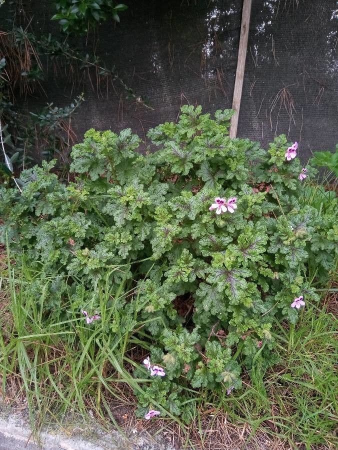 Eichenblättrige Pelargonie 7
