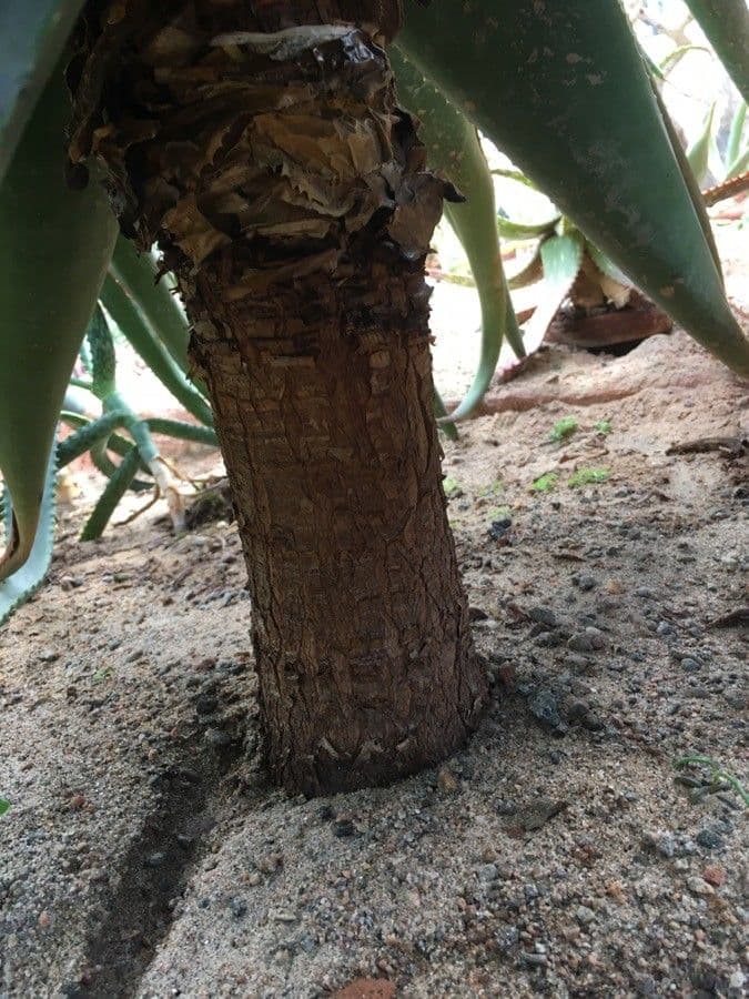 Aloe 7