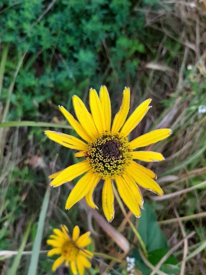 Girasol de hoja variable 2