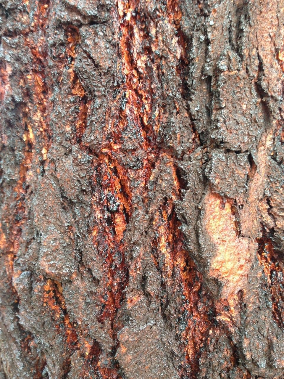 Rotes Eisenholz 21
