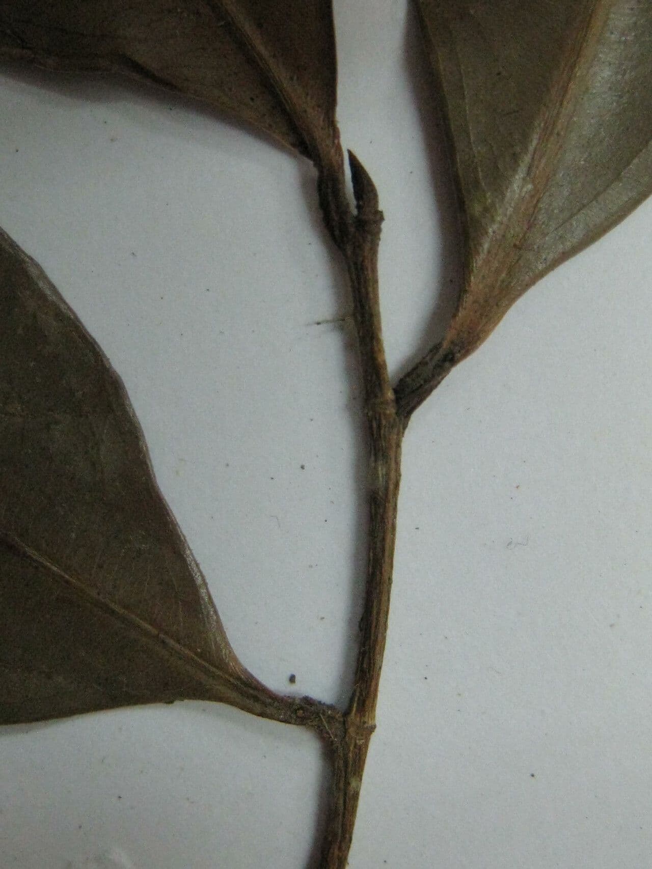 Ouratea Candollea