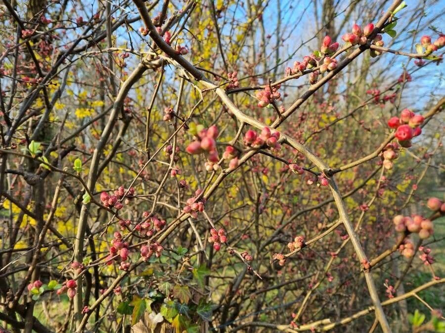 Ilex decidua 10