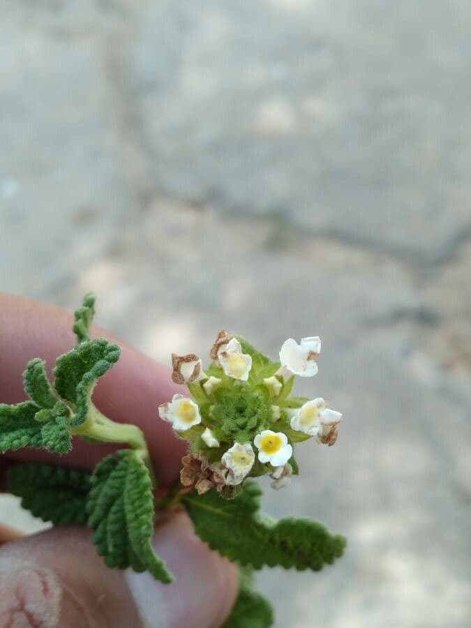 Lantana 5