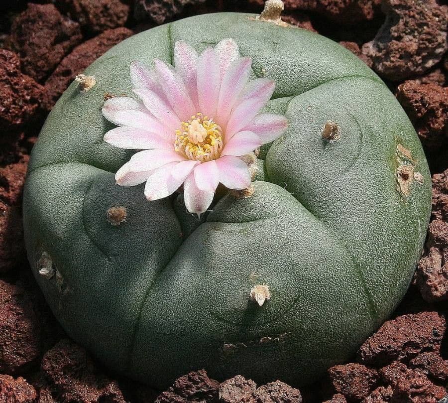Peyote 4