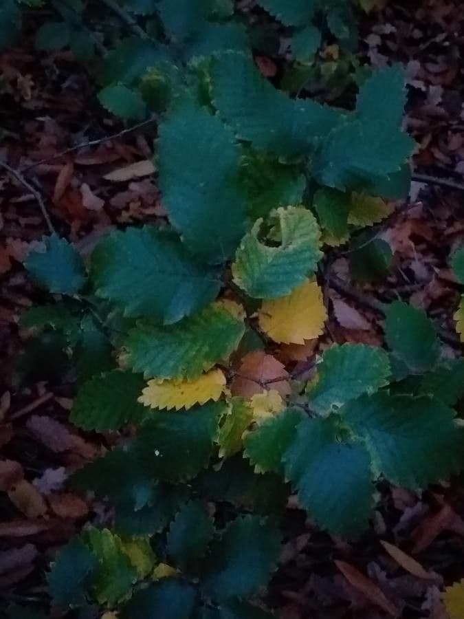 Zelkova del Caucaso 6