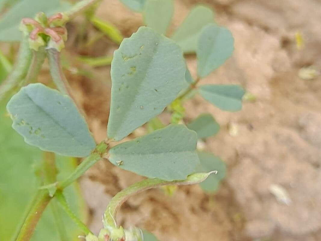 Trigonella glabra 7