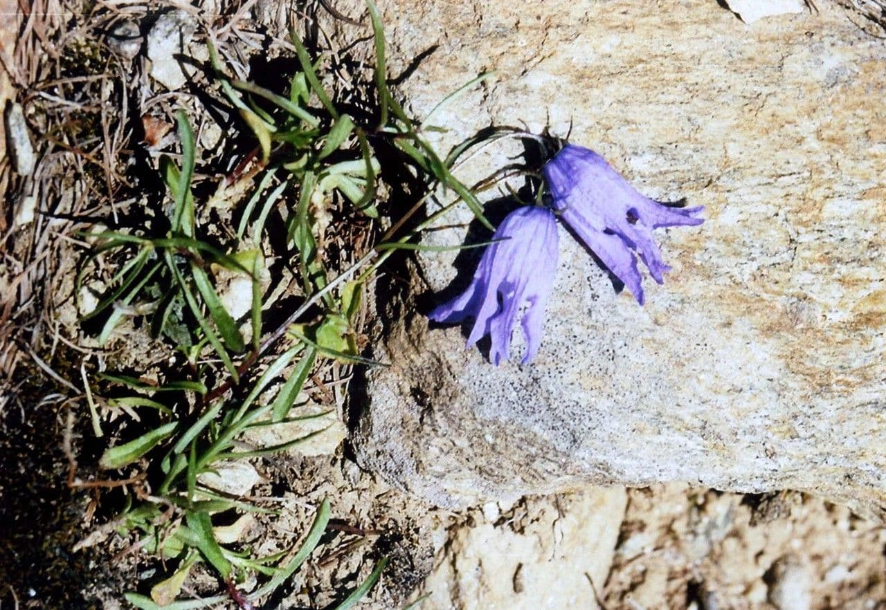 Campanula intaccata 7