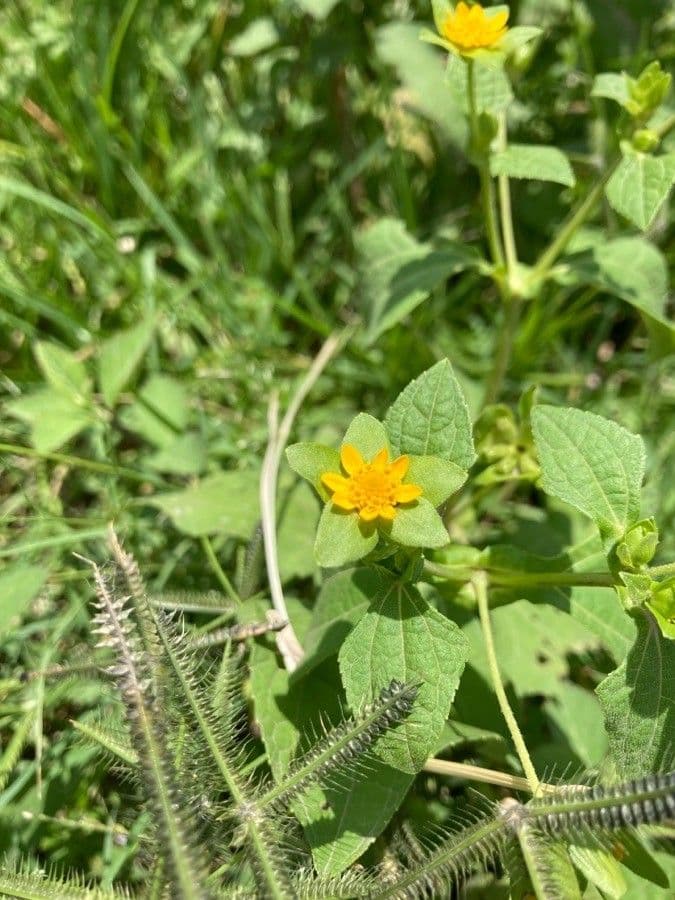 Melampodium 4