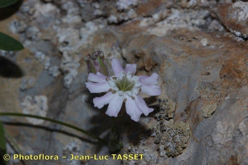 Silene