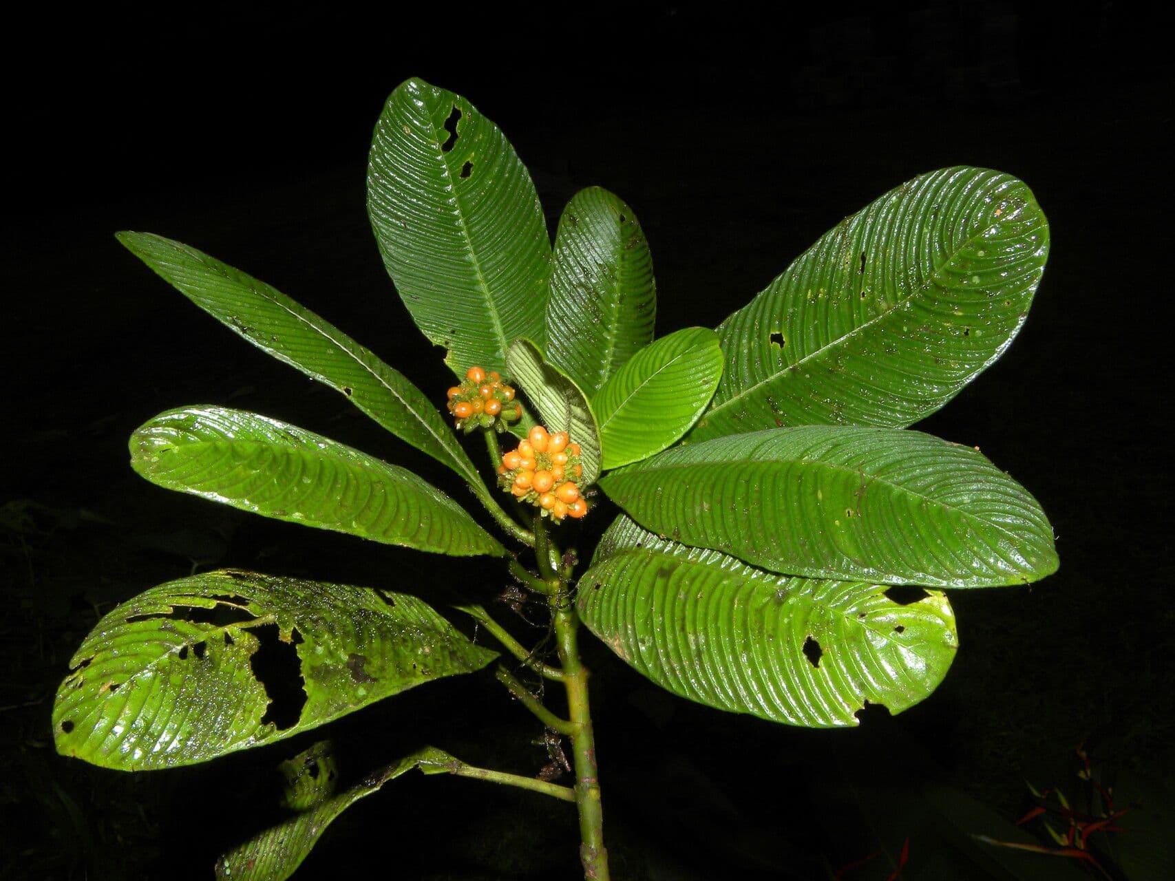 Polyphlebia 6