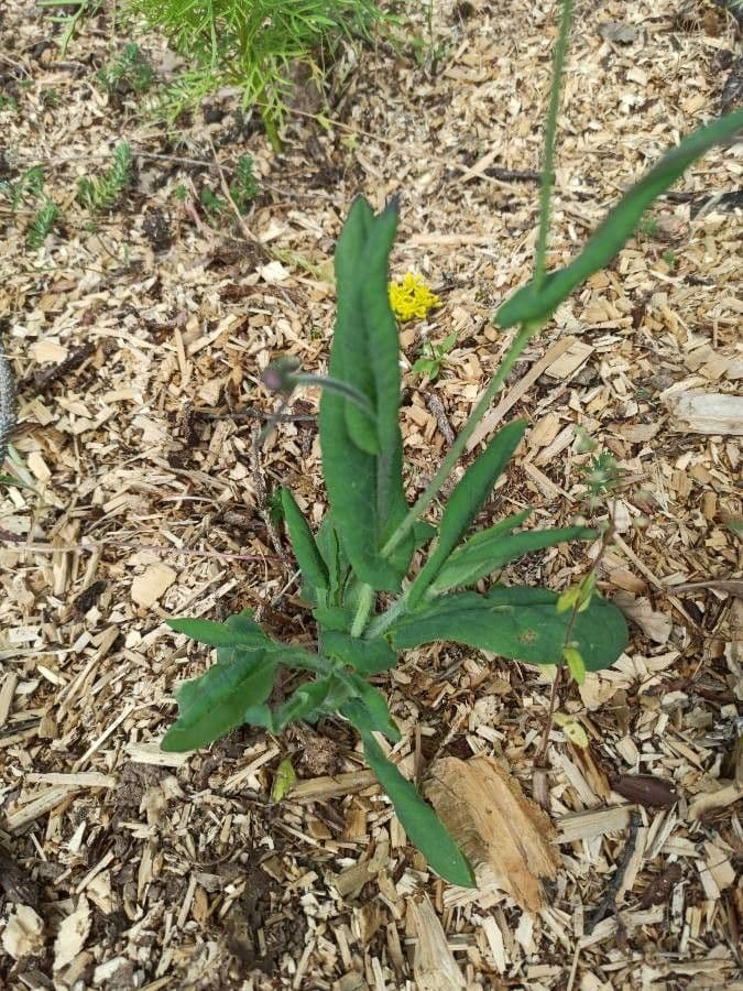 Emilia 7