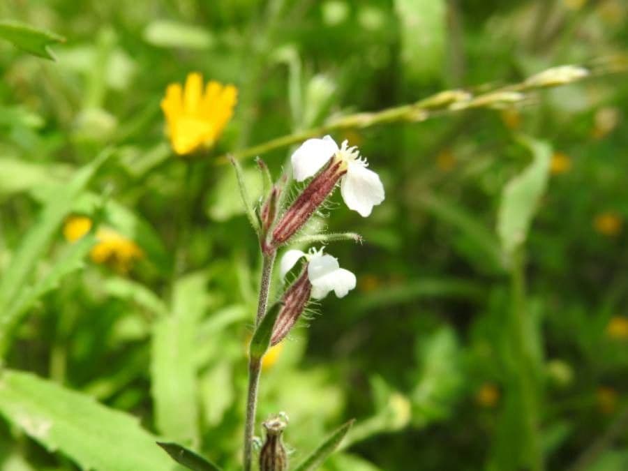 Silene gallica 15