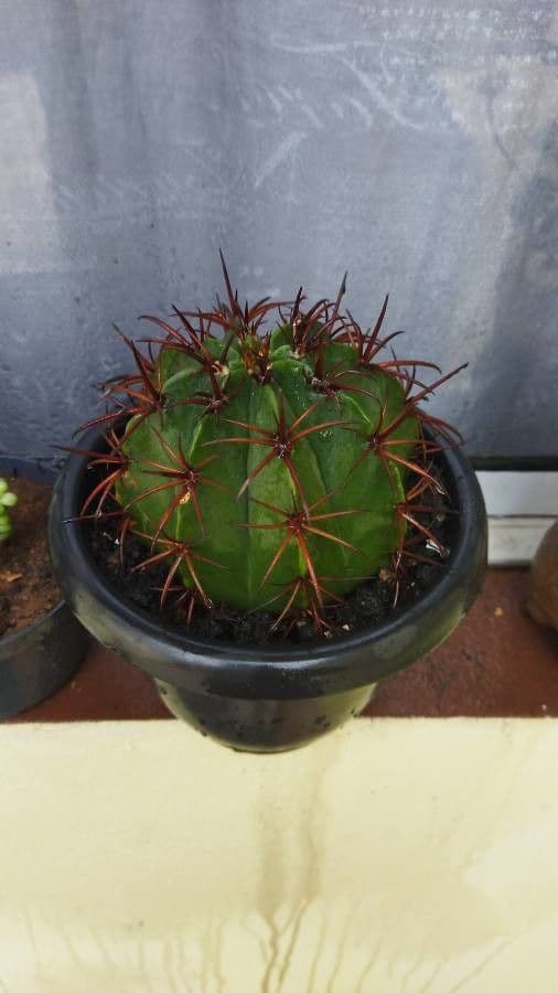 Melocactus 14