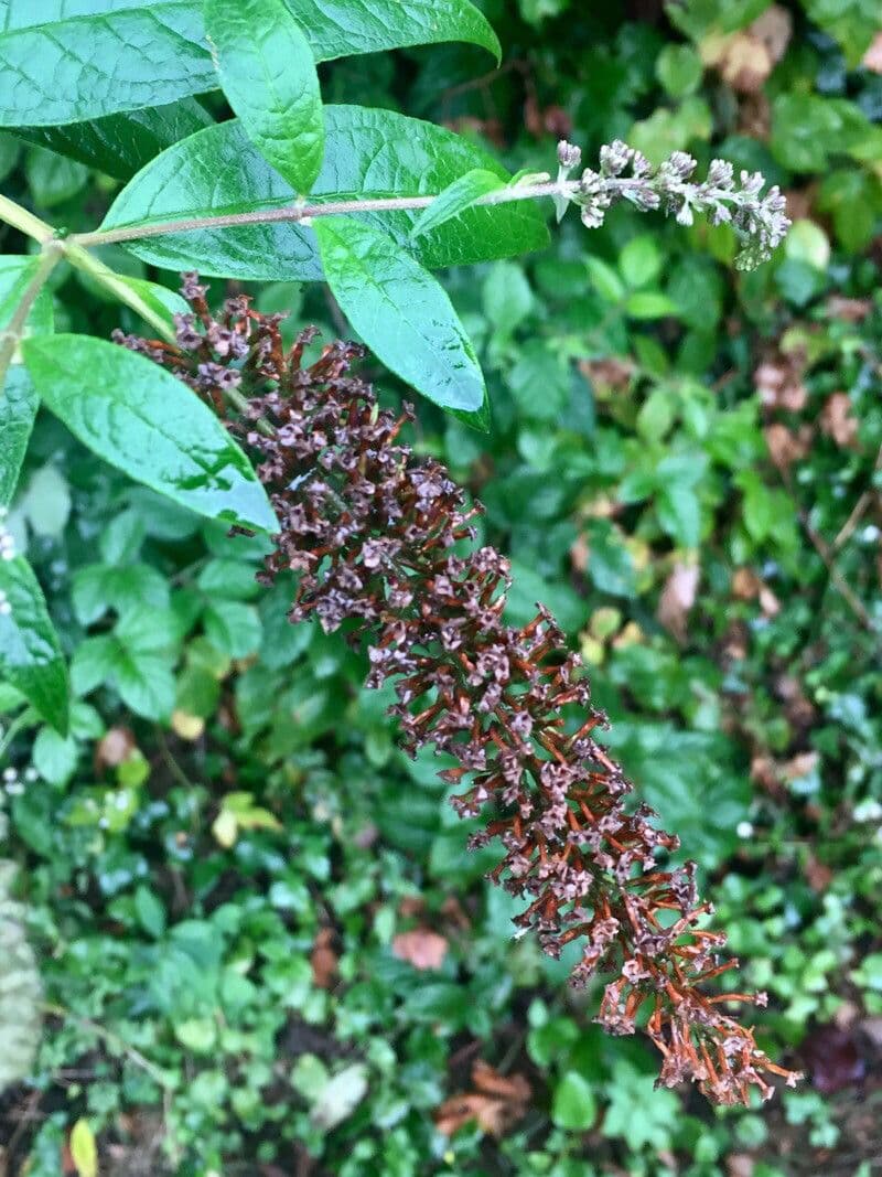 Buddleja 19