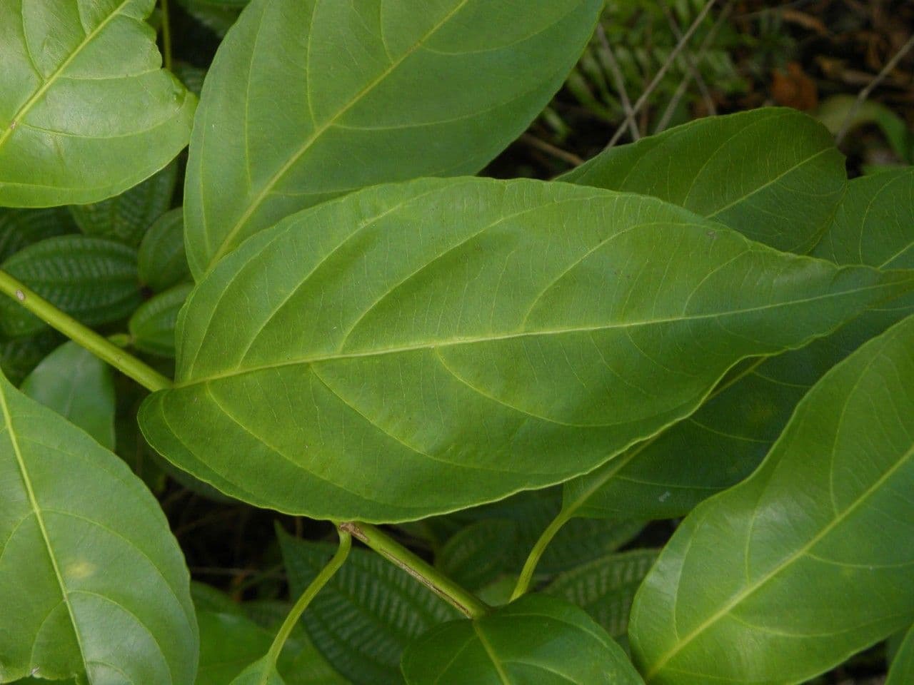 Mussaenda 18