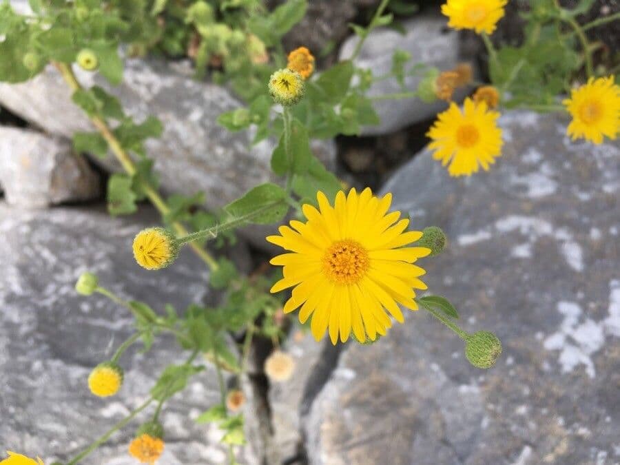 Heterotheca subaxillaris 6