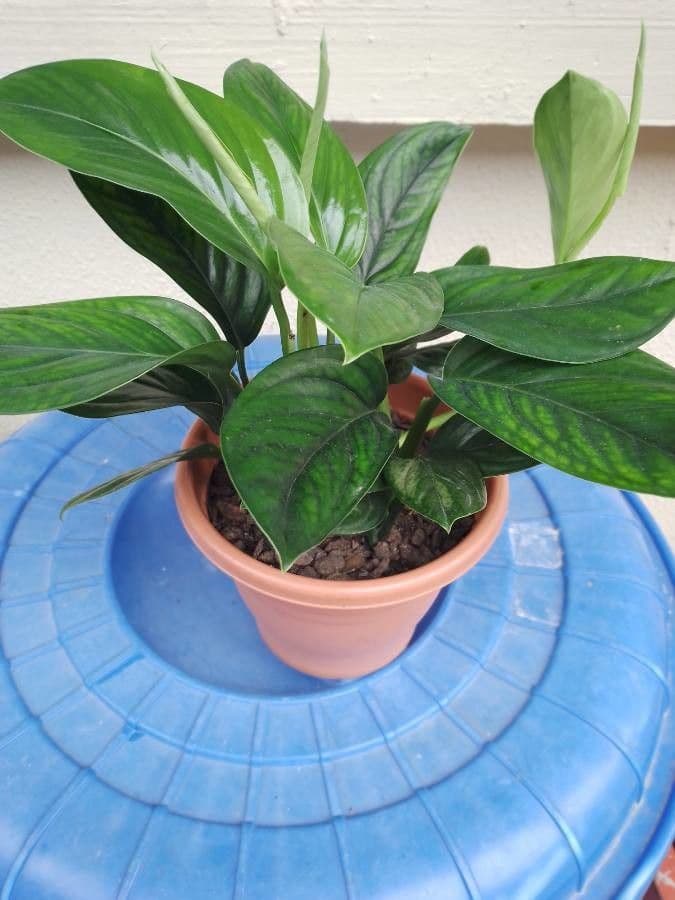 Monstera péřodílná 3