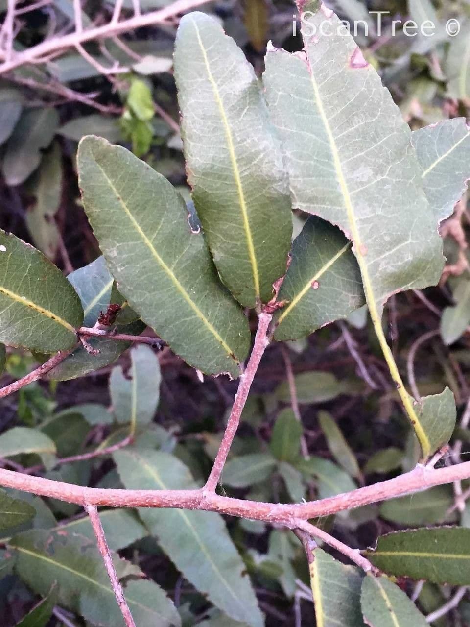 Ochna 13