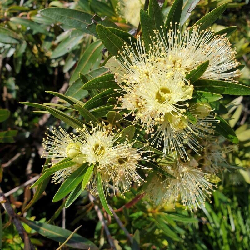 Xanthostemon pubescente 5