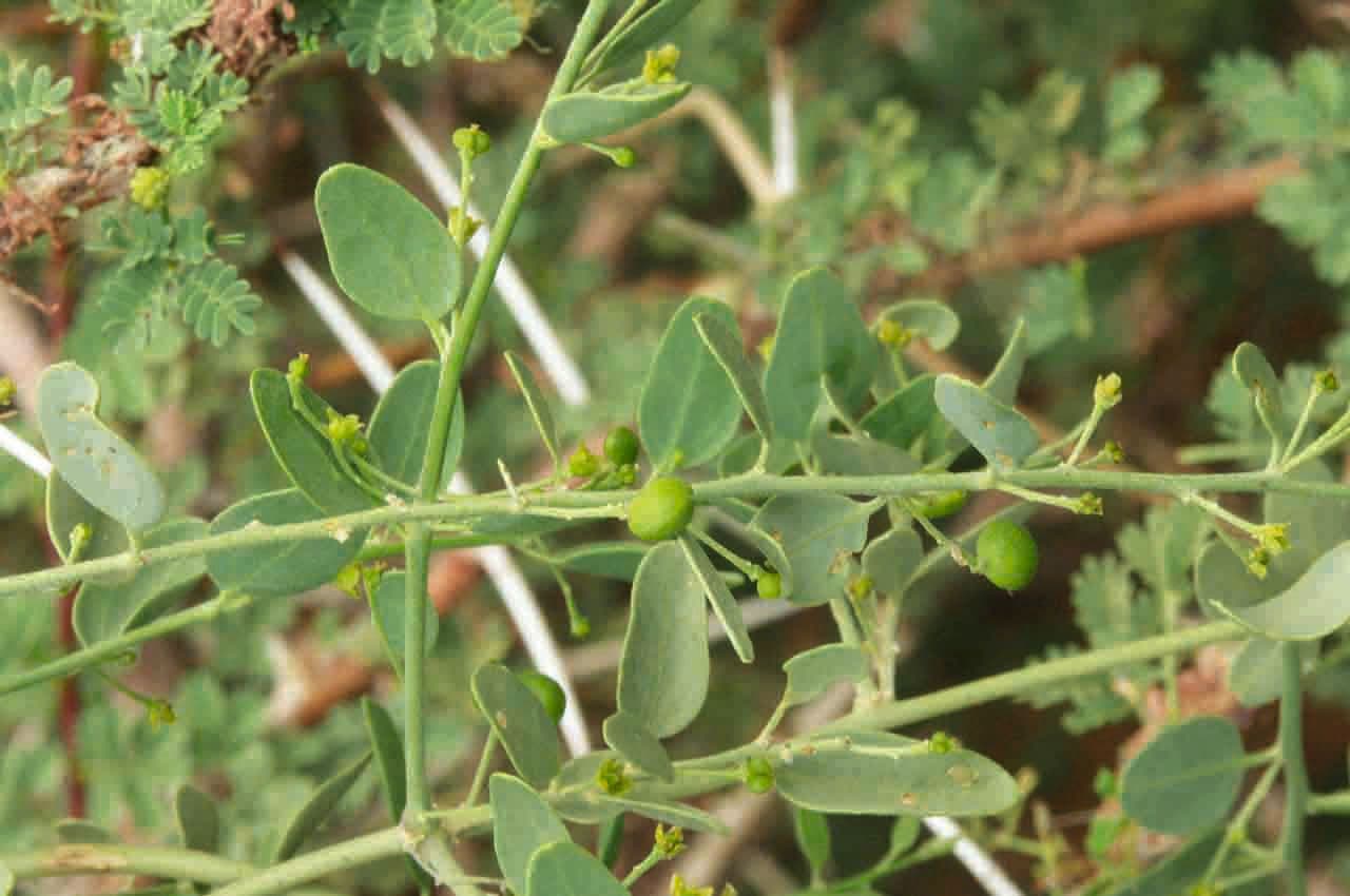 Cocculus 6