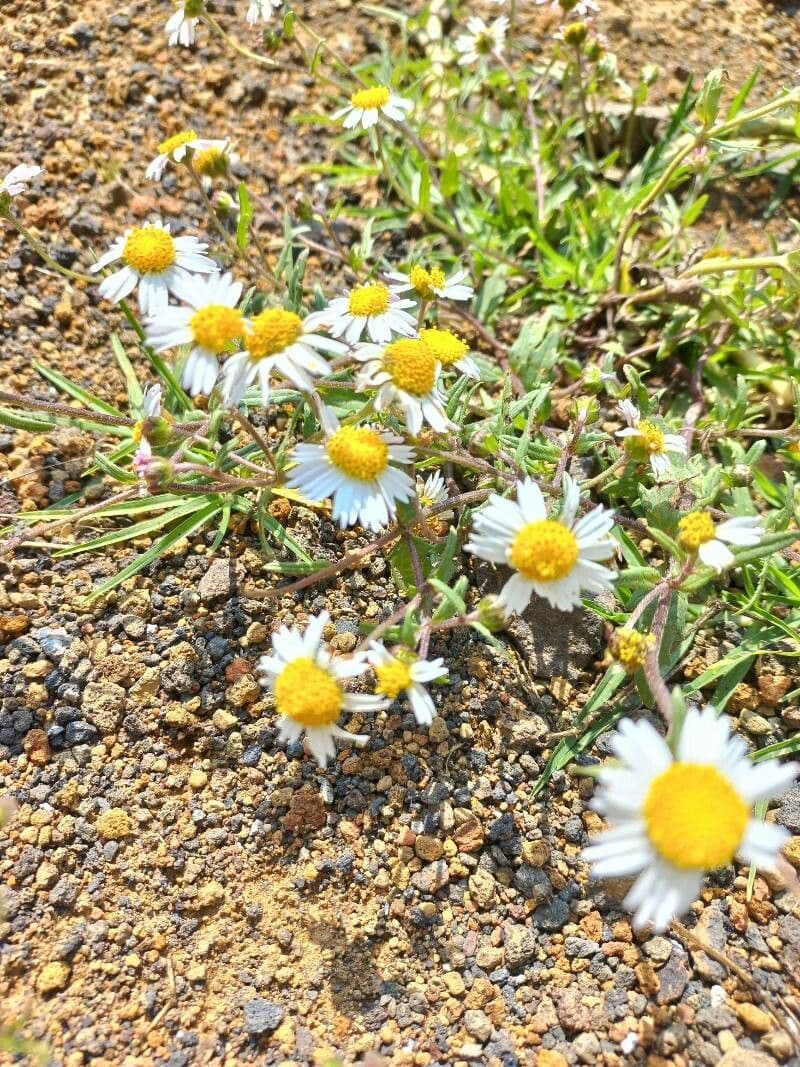 Fleabane srstnatý 8