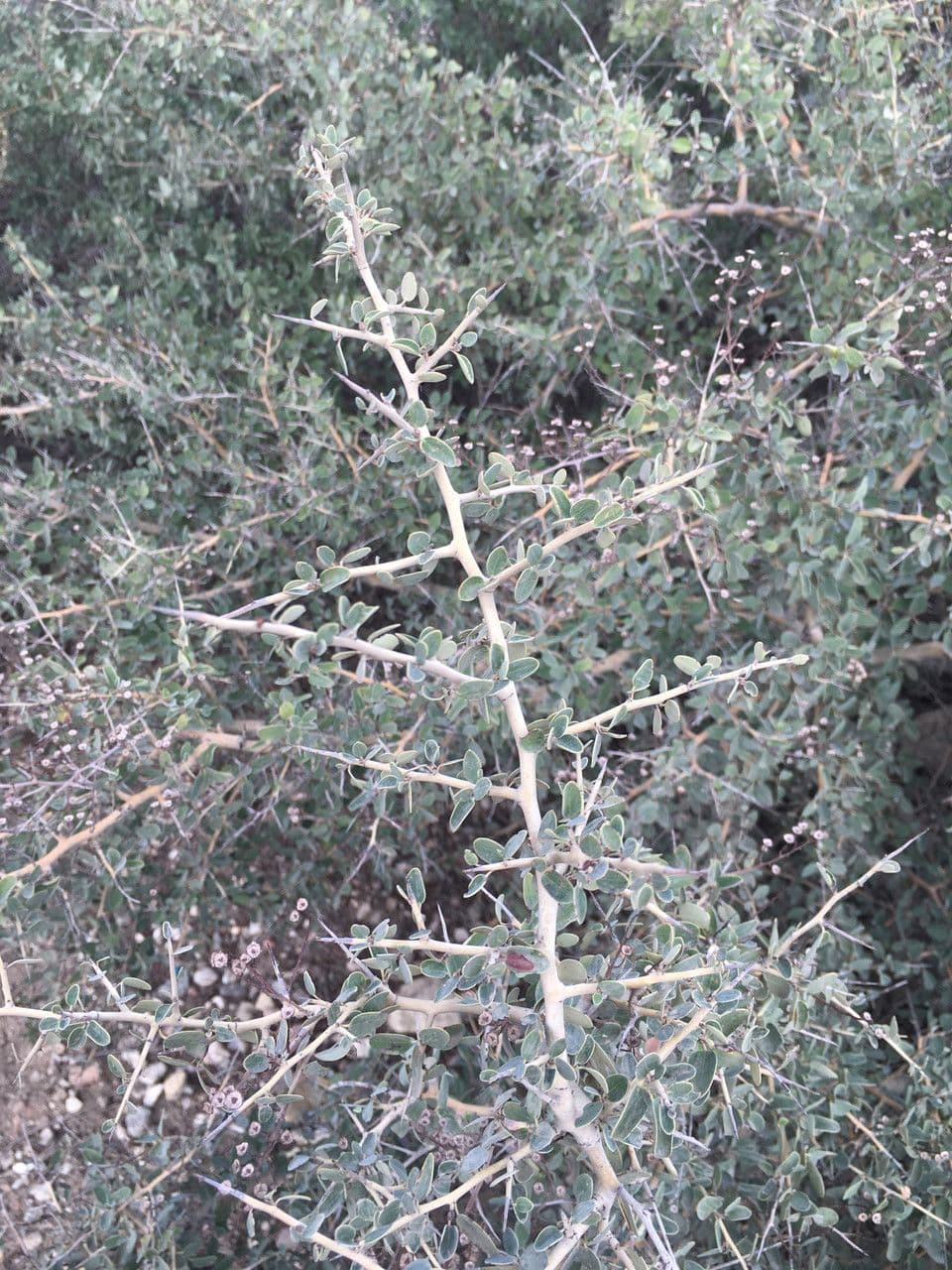 Ceanothus 8