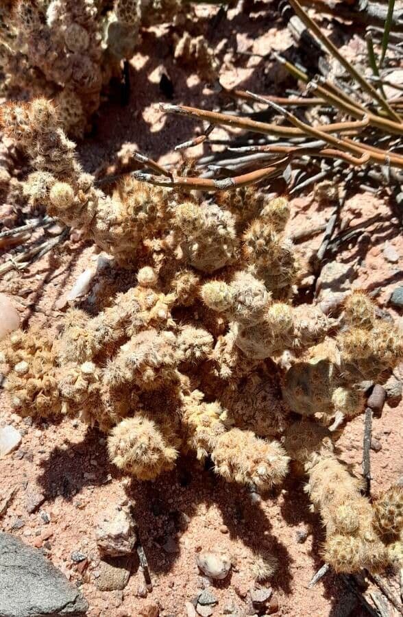 Tephrocactus 2
