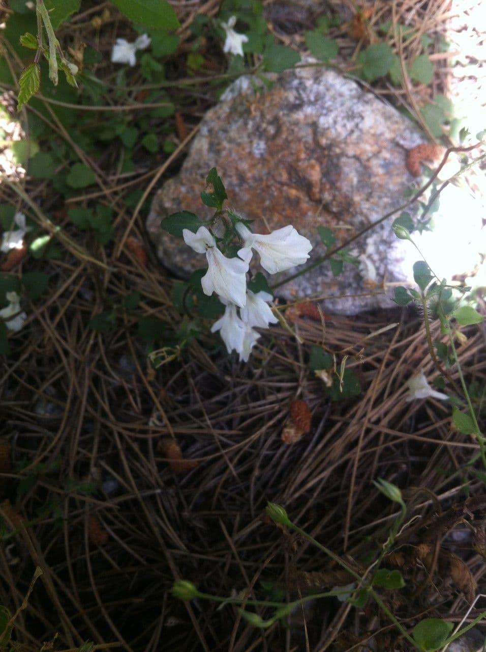Pačule korsická 6