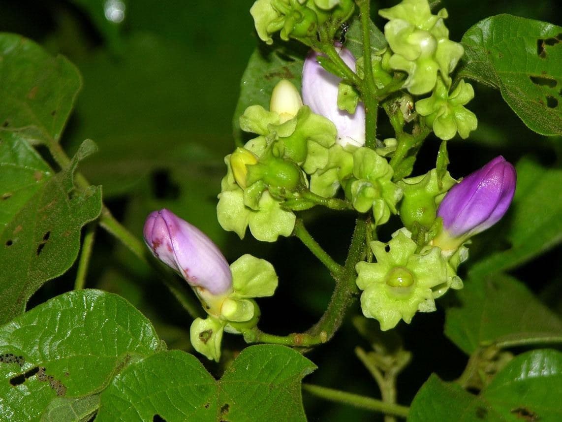 Amphilophium paniculato 16