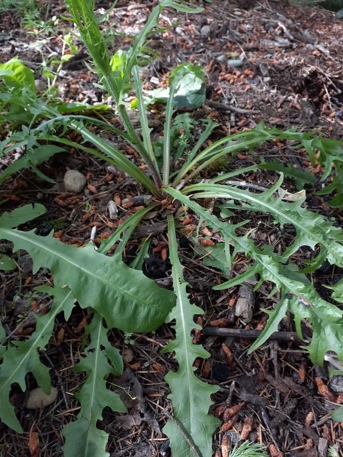 Rafinesquia californica 14