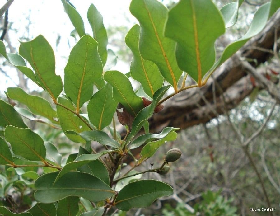 Lepidocupania