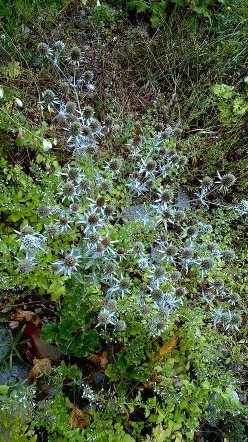 Edeldistel 13
